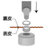 ハトメを留める略図